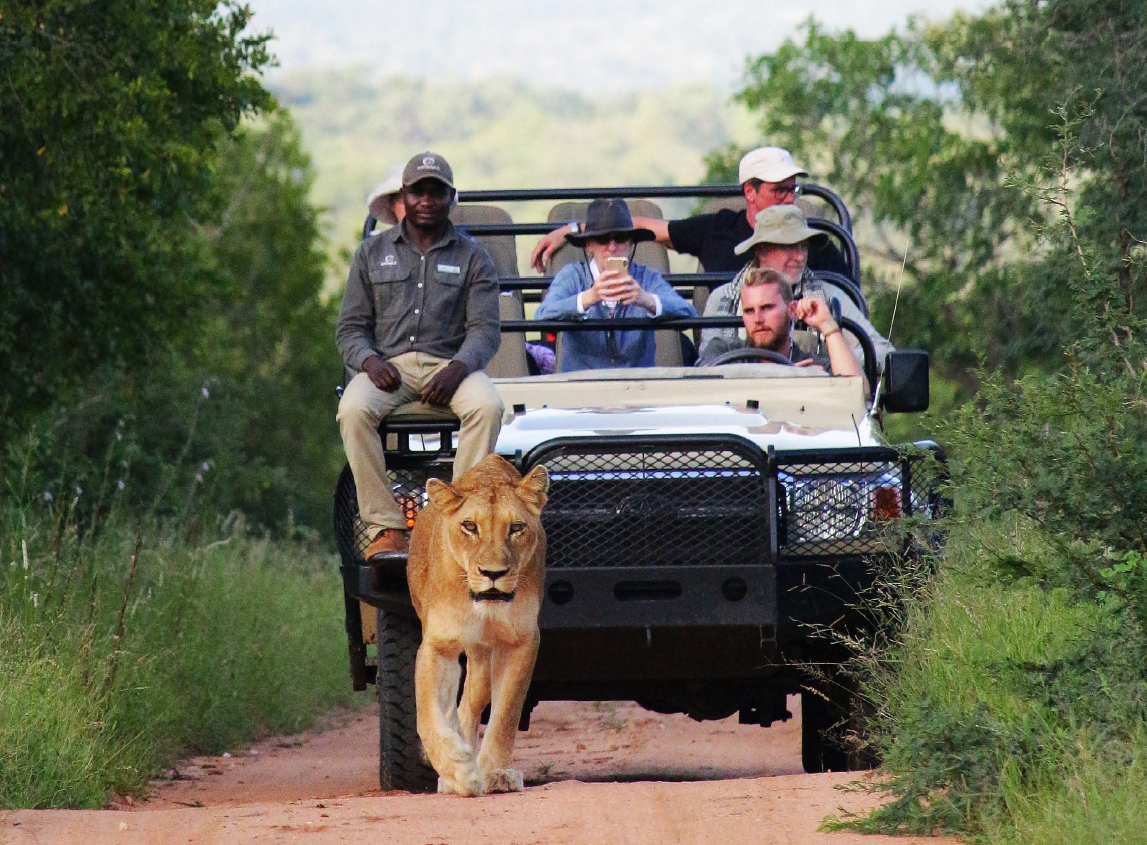 image of a guided wildlife tour in a natural habitat, showcasing a close interaction between tourists and a large feline